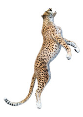 3D Rendering Big Cat Cheetah on White