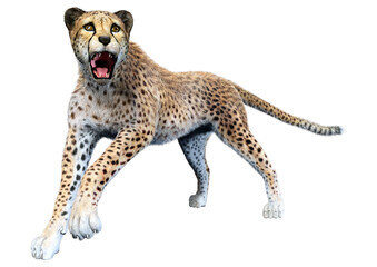 3D Rendering Big Cat Cheetah on White