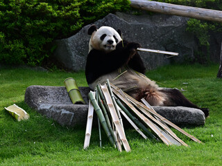 竹を食べるジャイアントパンダ