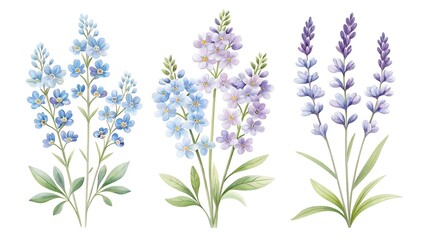 Fototapeta premium Delicate watercolor illustrations of three distinct bouquets of tall slender blue and purple wildflowers with green foliage