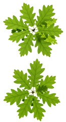 Fresh Green Oak Leaves on Black Isolated Background PNG Photo