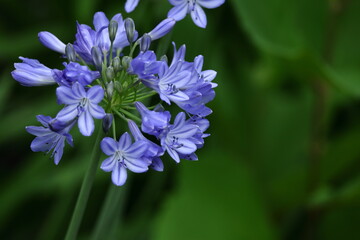 Fototapeta premium 放射状に咲く