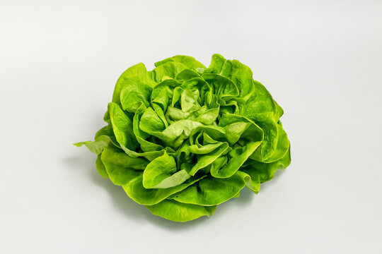 Fresh butterhead salad lettuce isolated on grey background. Fresh butterhead salad lettuce (also known as Boston, Bibb, Buttercrunch, and Tom Thumb, Arctic King) isolated on grey