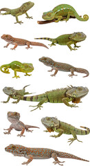 Realistic Photo of Various Reptiles, Geckos and Iguanas Reptiles