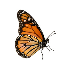 Fototapeta premium Monarch Butterfly Illustration on Isolated Black Background