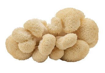 Close-up Photo of Lion's Mane Mushroom with Isolated Background