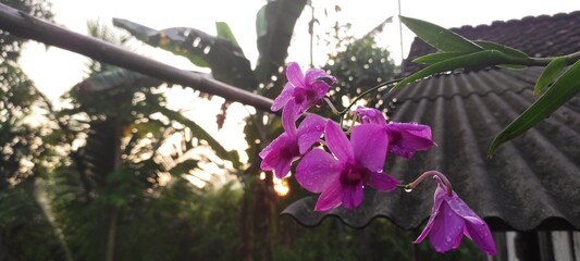 Dendrobium Bigibbum or orchid larat, dendrobium larat isolated on white background, bunga Anggrek or orchid