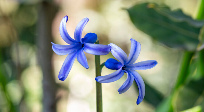 Hyacinthus orientalis, the common hyacinth, garden hyacinth or Dutch hyacinth, is a species of flowering plant in the family Asparagaceae, subfamily Scilloideae. It is native to western Asia, from sou