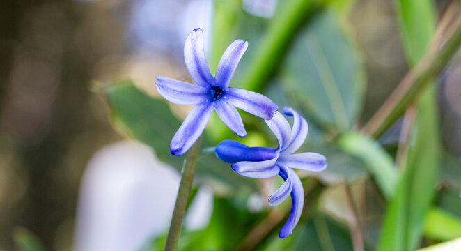 Hyacinthus orientalis, the common hyacinth, garden hyacinth or Dutch hyacinth, is a species of flowering plant in the family Asparagaceae, subfamily Scilloideae. It is native to western Asia, from sou