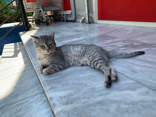 Cat resting on steps of supermarket, this rare breed, Egyptian Mau is known for its spots and letter "M" on its forehead