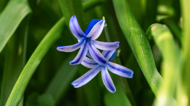 Hyacinthus orientalis, the common hyacinth, garden hyacinth or Dutch hyacinth, is a species of flowering plant in the family Asparagaceae, subfamily Scilloideae. It is native to western Asia, from sou