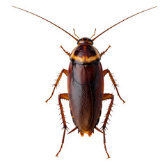 Photo of Cockroach on Black Background, Macro Insect Detail