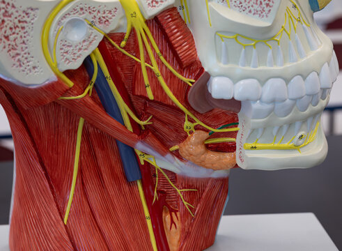 Lateral Neck Muscles with Cranial Nerve Pathways