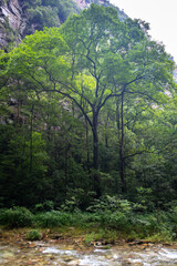 The Gold whip Stream in Zhangjiajie national forest park with its beautiful nature