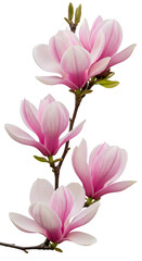 Fototapeta premium Photo of Blooming Pink Magnolia Flowers on Black Background