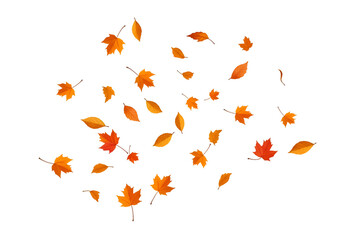 Autumn Leaf Illustration on Isolated Black Background
