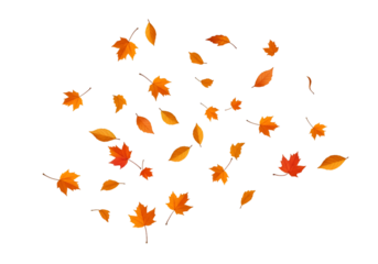 Autumn Leaf Illustration on Isolated Black Background