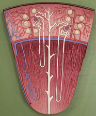 Kidney Model Showing Cortex Tubules And Renal Pyramid