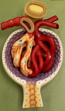 Glomerulus Model With Afferent And Efferent Arterioles