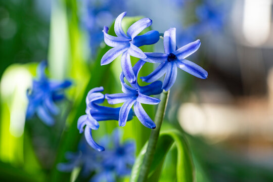 Hyacinthus orientalis, the common hyacinth, garden hyacinth or Dutch hyacinth, is a species of flowering plant in the family Asparagaceae, subfamily Scilloideae. It is native to western Asia, from sou