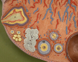Ovary Model Focused On Follicles
