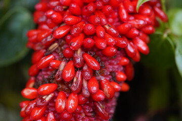  Anthurium schlechtendalii, also known as pheasant's tail or cola de faisán in Spanish, is a...