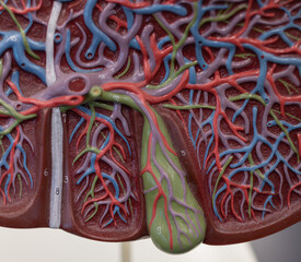 Close-Up View Of Gallbladder In Liver Model