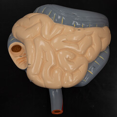 Anterior view of small and large intestine model