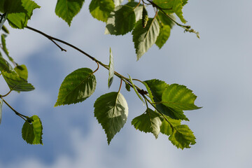 Sunlight filters through green leaves against a bright blue sky, capturing the essence of a serene outdoor moment in nature
