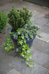 Green plants in a black pot on a stone pavement in a garden setting showcasing diverse foliage and textures