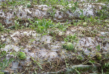 Local produced watermelons in Zhangjiajie, China
