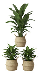 Fototapeta premium Illustration of Lush Green Plants in Wicker Baskets on Black Background