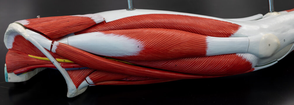 Lateral View Of Quadriceps Muscles On Anatomical Model
