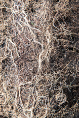 Plant roots intertwined in soil, forming a detailed organic abstract closeup background