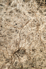 Plant roots intertwined in soil, forming a detailed organic abstract closeup background