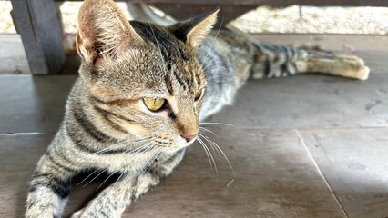 Close up a grey cat face sitting on the wood floor.