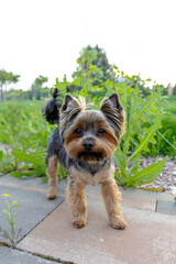 Small Yorkshire Terrier stands on paved walkway among green plants in a sunny outdoor area