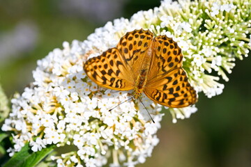 Argynnis paphia. (Silver-banded pearl butterfly). A beautiful colorful butterfly drinks nectar from...