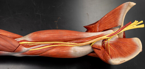 Posterior Shoulder And Brachial Plexus Dissection