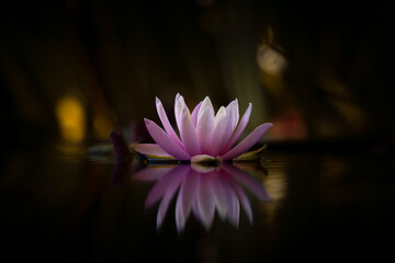 Lotus flower or Water lily on the water with reflection. warm-colored style