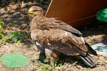Aigle des steppes et son beau plumage.