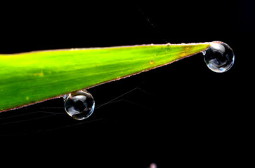 water drop on a green leaf