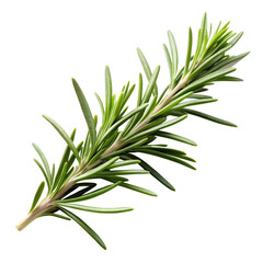 Fototapeta premium Rosemary Twig Watercolor – Handpainted Herb Png