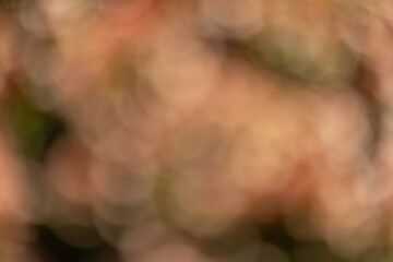 Dreamly, out of focus abstract floral image featuring soft color gradients and natural petal textures. This artistic background is perfect for photograghers, designers and retouchers.