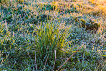 drops of dew on the green grass