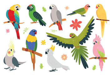 Cartoon parrots characters. Funny exotic birds sitting on branch and flying. Isolated tropical vibrant bird, cute parrot macaw, cockatoo, classy vector set