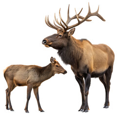 Majestic elk and fawn on black isolated on a transparent background deer male