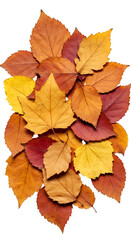 Isolated Autumn Leaves on Transparent Background