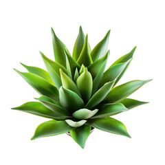 Bright green agave plant, detailed illustration
