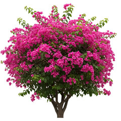 Isolated Bougainvillea Tree with Vibrant Pink Flowers on Transparent Background